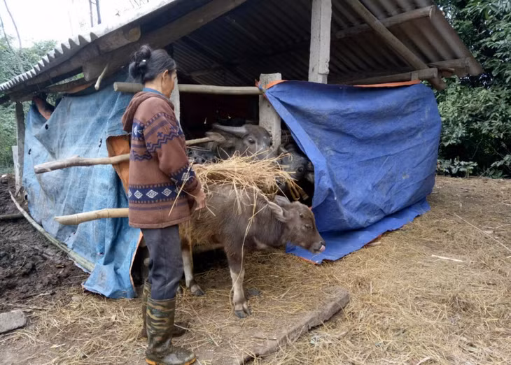 Livestock and crops in the highland areas of Tien Yen district have been protected by farmers by using windbreak fences and keeping animals warm with straw.