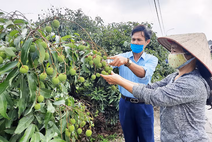 260 ha of early-ripening lychee in Phuong Nam Ward apply VietGAP standards