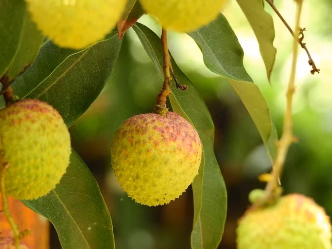 The litchi fruits are big, providing good flavor and high nutrition