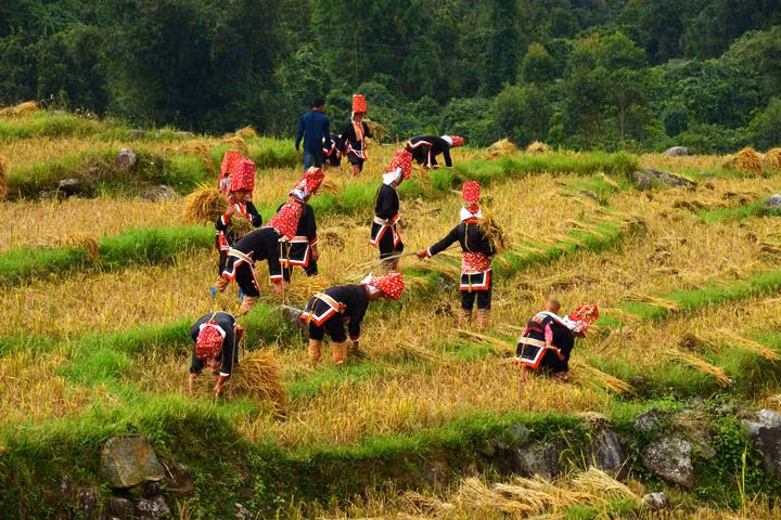 Golden harvest season on the mountain