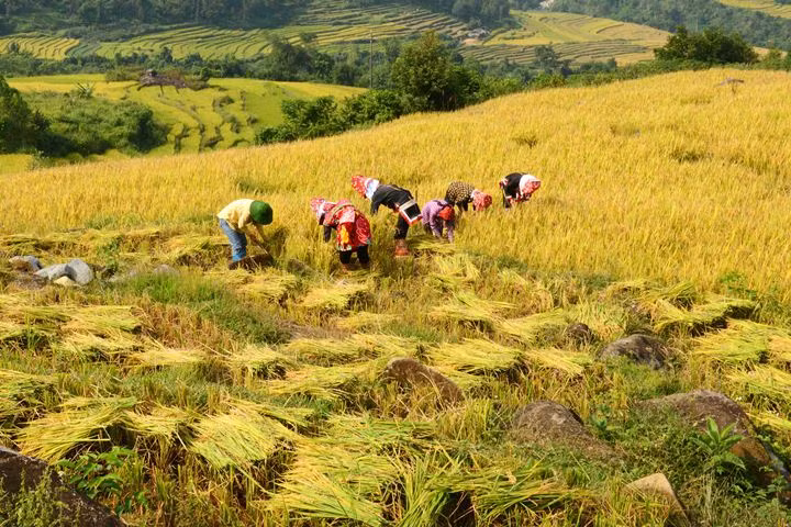 Harvesting rice