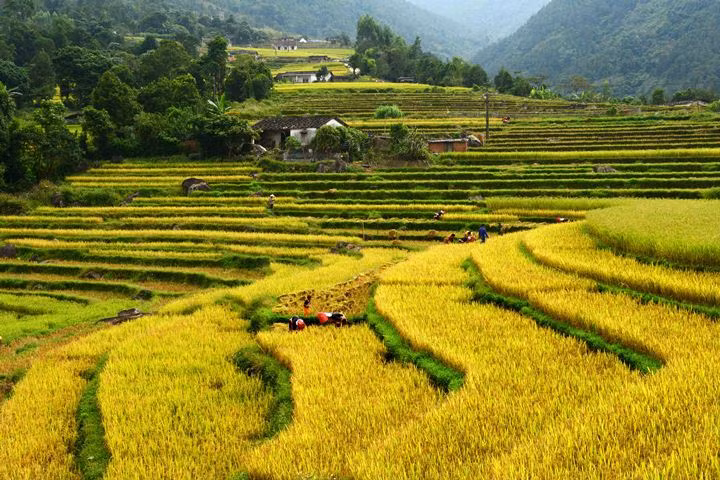Upland village in harvest season