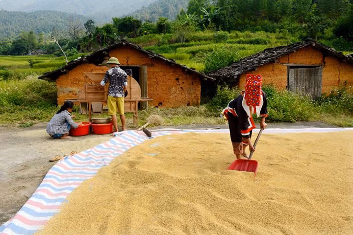 Golden rice after harvest