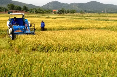 Harvesting rice in Nguyen Hue commune, Dong Trieu district