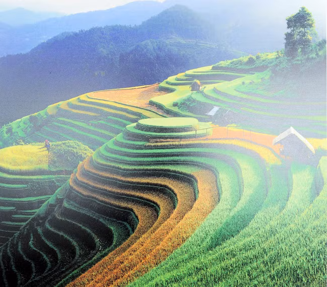  Mu Cang Chai terraced rice fields