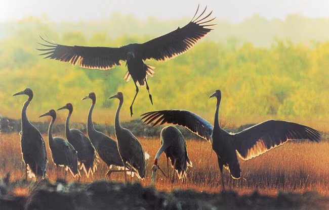 Dance of cranes