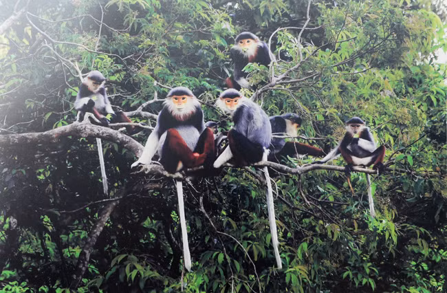  A family of monkey