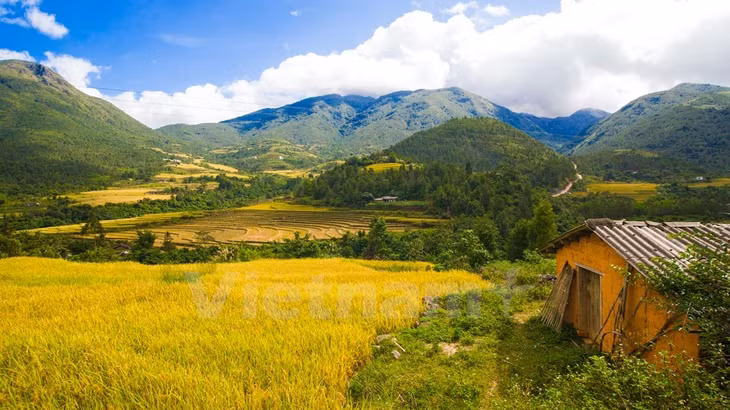 In November, tourists are enchanted by the ripe rice fields in the sunlight of the Autumn. (Source: VNA) 