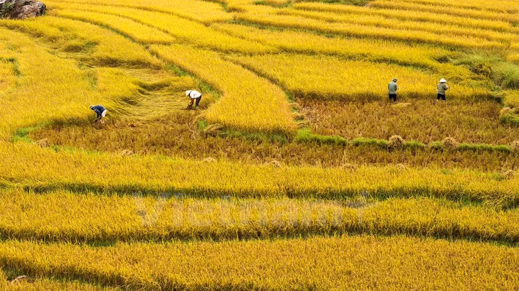 At this time of the year, local farmers begin harvesting their rice crops. (Source: VNA)