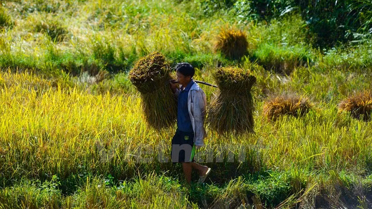 A local farmer carries his rice home. (Source: VNA)