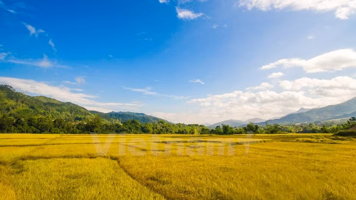 The fields are among the main tourist attractions (Source: VNA)
