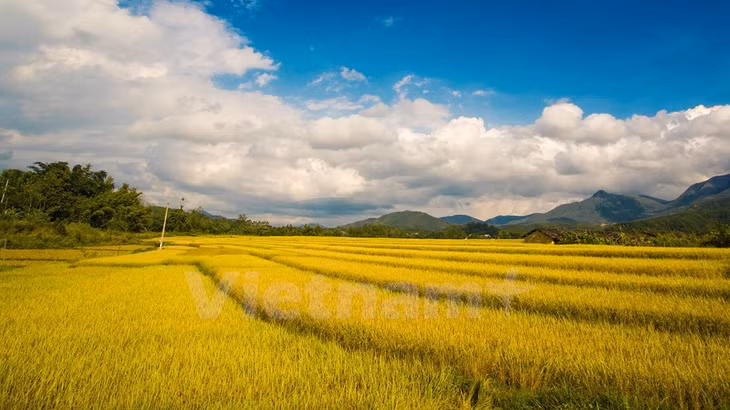 Binh Lieu district is endowed with the wild and charming beauty of terraced fields and forest spreading as far as the eyes can see. (Source: VNA) 