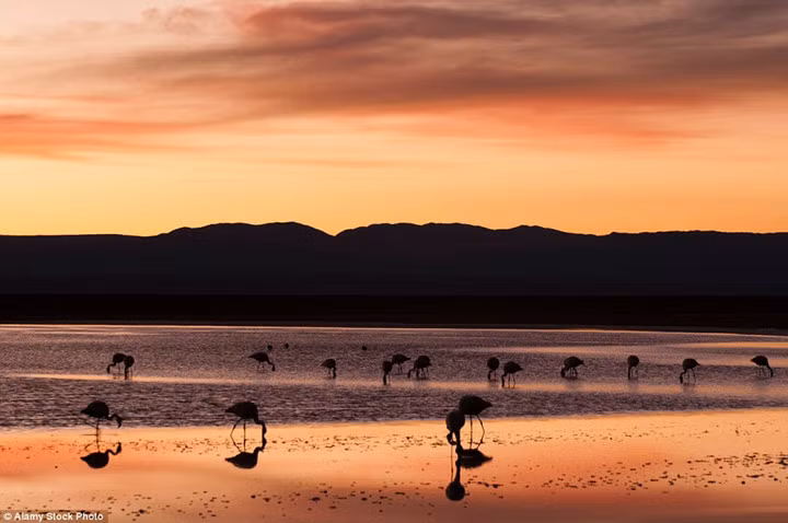 Chile's Atacama Desert is vast and varied, but head to the Los Flamencos National Reserve and you'll find a sink hole lake, home to an array of flamingos. The salty water in which they reside mirrors the sky during sunset