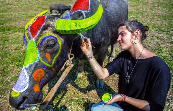  Photo on Ha Nam buffalo painting festival