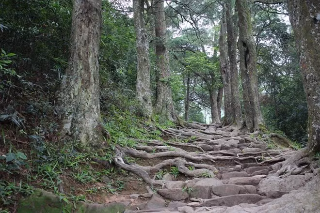 The ancient red pine trees at the Yen Tu National Forest in Quang Ninh province (Photo: www.laodong.vn)