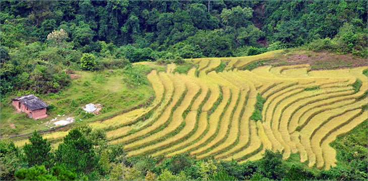 Những thửa ruộng bậc thang ở đây như một 