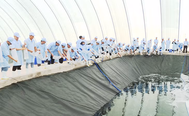the Vietnam-Australia Corp released shrimp breeds at the commercial shrimp breeding area that produces shrimp breeds in the glass houses.