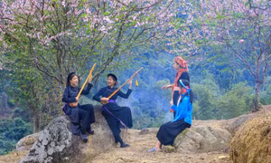 Binh Lieu peach flowers in full bloom