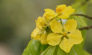Yen Tu yellow ochna - the colour of spring