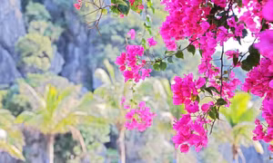 Enchanting views of the bougainvillea -covered road in Ha Long
