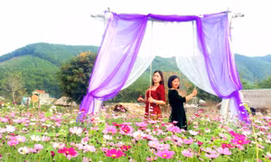 Lost in the paradise of flowers in Ha Long city