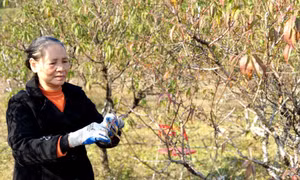 Van Don light peach blossoms ready for Tet