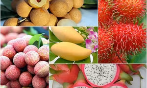 Fruit, nut exports to demanding markets enjoy growth