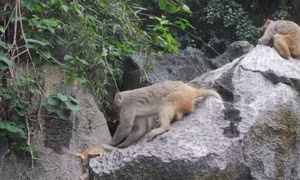 Ha Long Bay biodiversity preservation for sustainable tourism development