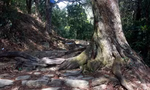 The ancient red pine trails on the holy mountain of Yen Tu