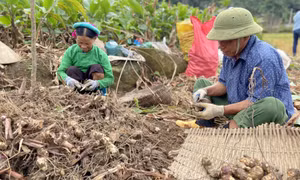 Binh Lieu arrowroot vermicelli - a taste of the mountains