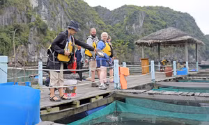 Making planning of aquaculture farming outside the core zone of Ha Long Bay