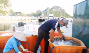 Ensuring process of collecting turgid venus in Van Don