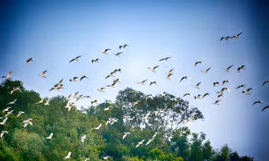 The peaceful scene of Hua mountain stork forest