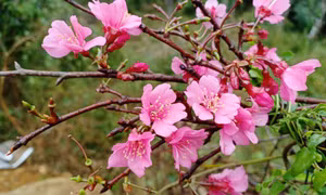 A peaceful spring in Binh Lieu border district