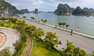 Yellow flowers lit up the coastal city