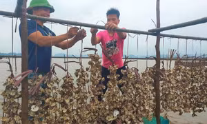 Barnacle aquaculture in Quang Yen town