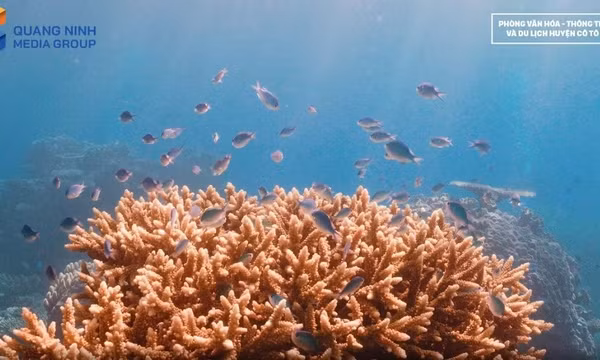Biodiversity conservation: A foundation for sustainable development