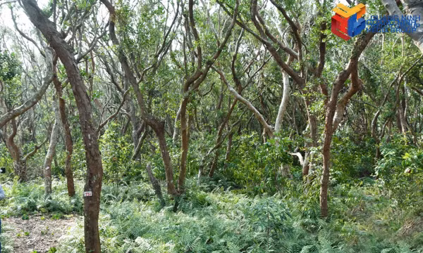 Biodiversity conservation at Bai Tu Long National Park
