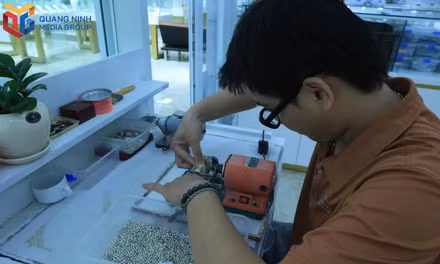 The delicate art of pearl cultivation