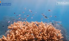 Biodiversity conservation: A foundation for sustainable development