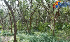 Biodiversity conservation at Bai Tu Long National Park