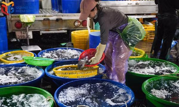 Throughout the night, vendors work for hours beside tubs of fish, using baskets to handpick those that meet customers’ size requirements.