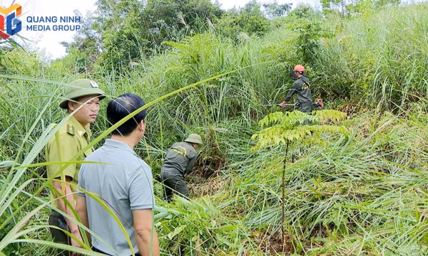Tien Yen Forestry Company is clearing undergrowth and creating firebreaks to prevent wildfires.