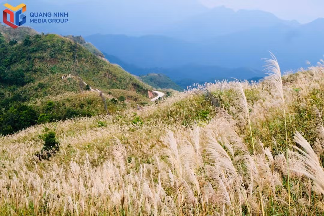 1-co-lau-bung-no-trang-bac-phu-kin-cac-trien-doi-bien-gioi-quanh-khu-vuc-cot-moc.jpg