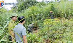 Tien Yen Forestry Company is clearing undergrowth and creating firebreaks to prevent wildfires.
