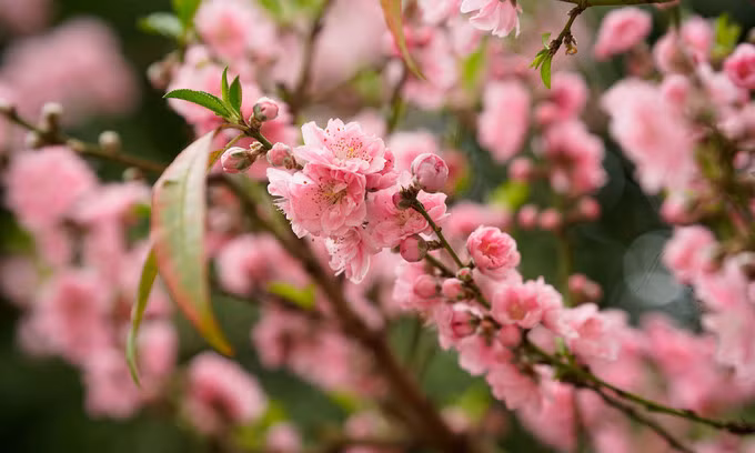Northern Vietnam to get warmer, south enjoy sunny weather during Tet