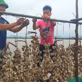 Barnacle aquaculture in Quang Yen town