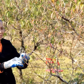 Van Don light peach blossoms ready for Tet
