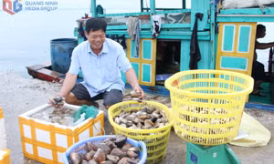 Bustling scene at Co To fishing port