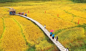 “Yellow season in the Soong Co land” festival to open on November 2